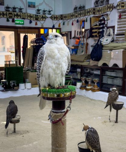 White falcon on a perch inside a Souq Waqif falcon shop