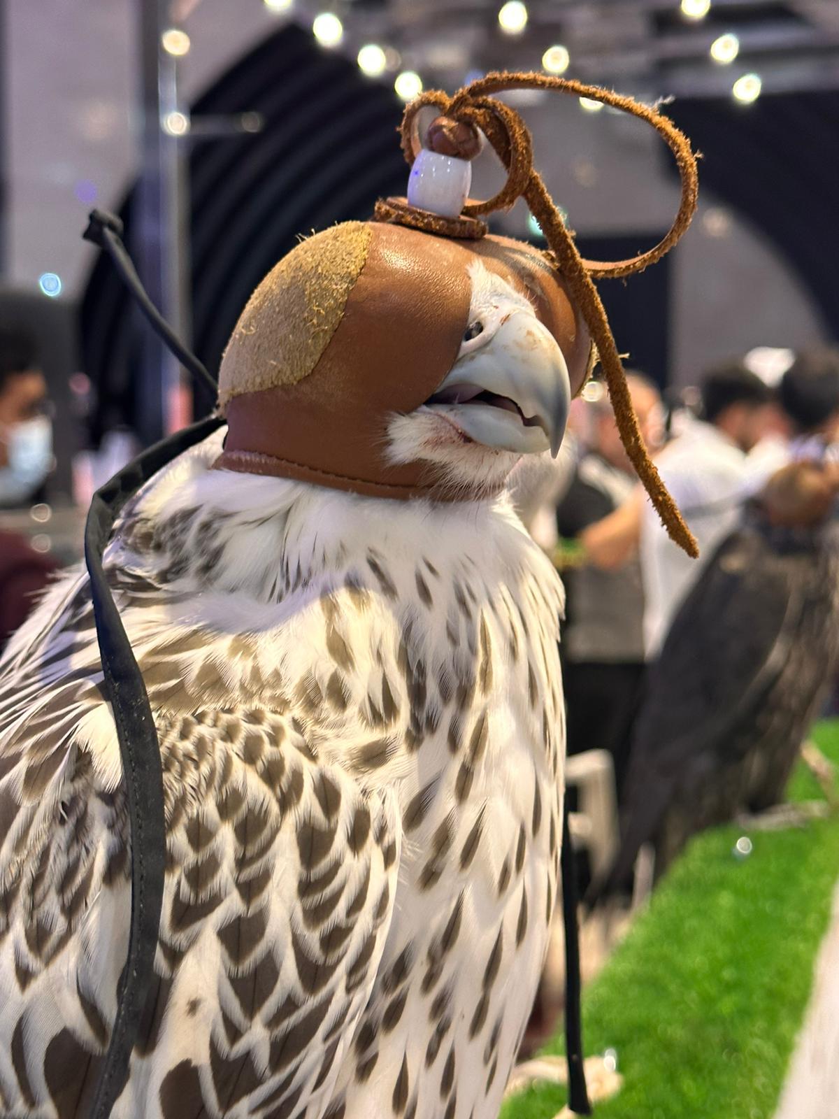 Hooded saker falcon at the Souq Waqif falcon market