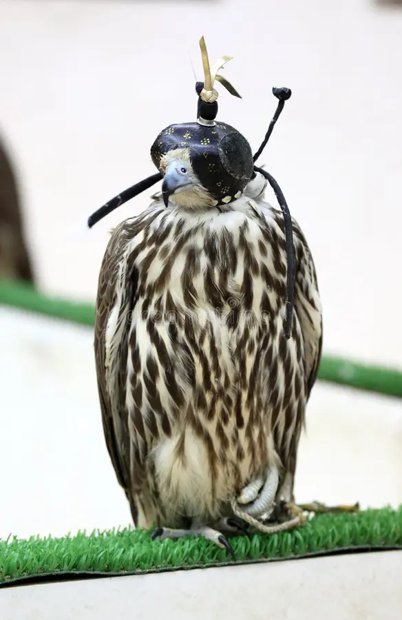 Hooded falcon standing on grass at the falcon souq