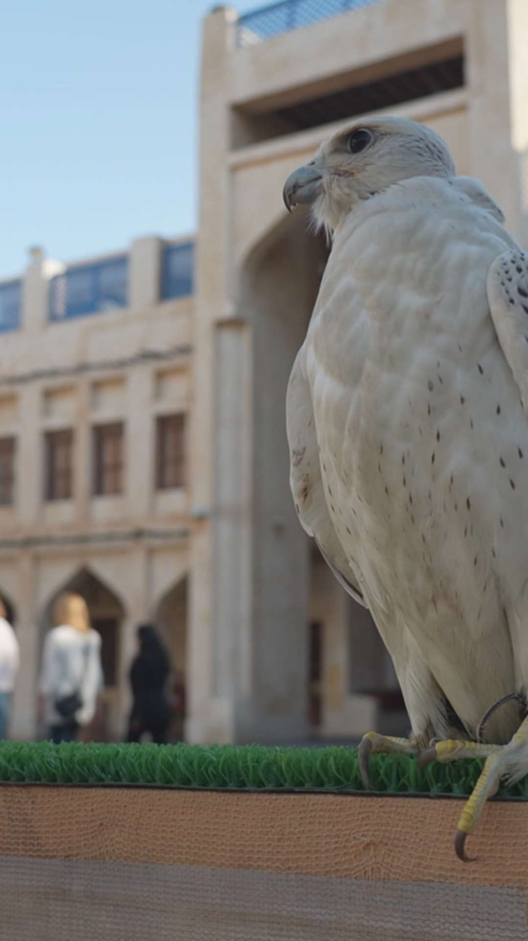 White gyrfalcon perched outside a traditional Qatari building