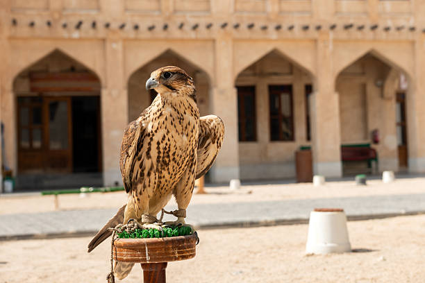 Saker falcon perched on a block in the Souq Waqif courtyard